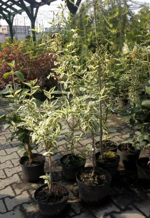 Dereń jadalny Variegata