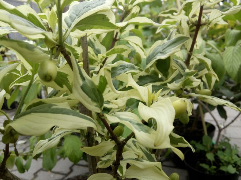 Dereń jadalny Tricolor