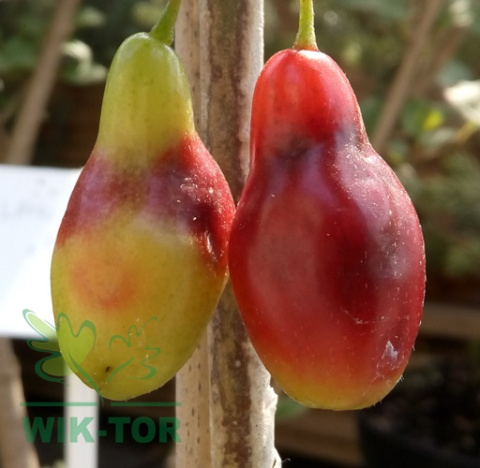 Dereń jadalny Tricolor