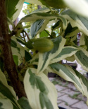 Dereń jadalny Tricolor