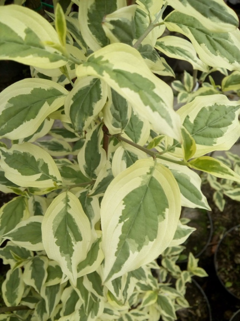 Dereń jadalny Tricolor