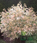 Dereń jadalny Tricolor
