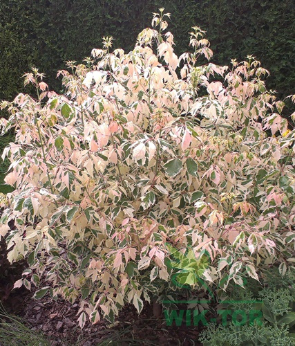 Dereń jadalny Tricolor