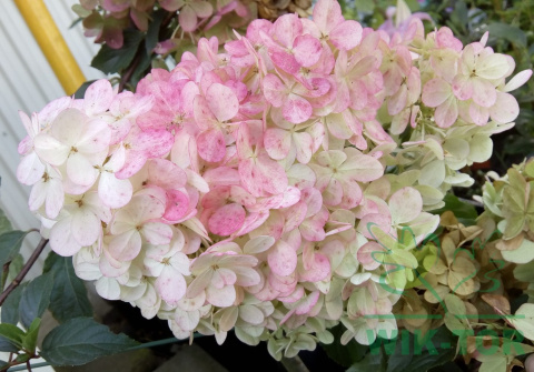 Hortensja bukietowa Sundae Fraise