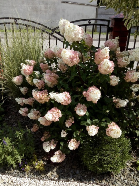 Hortensja bukietowa Sundae Fraise