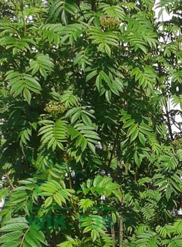 Jarząb Dodong