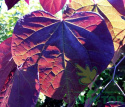 Judaszowiec kanadyjski 'Forest Pansy'