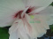Ketmia hibiscus jasnoróżowy pełne kwiaty hibiskus