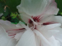 Ketmia hibiscus jasnoróżowy pełne kwiaty hibiskus