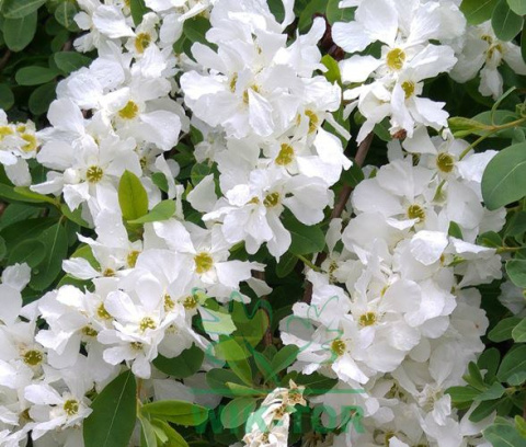 Obiela groniasta Niagara