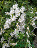 Obiela groniasta Niagara
