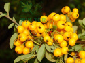 Ognik żółty Soleil d'Or