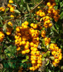 Ognik żółty Soleil d'Or
