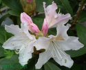 Różanecznik Cunnigham's White