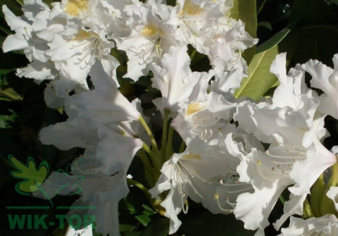 Różanecznik Cunnigham's White