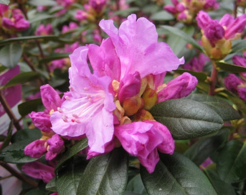 Różanecznik PJM Elite