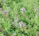 Substral naturen podłoże 40l humus
