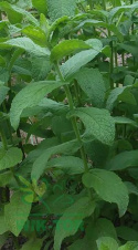 Substral naturen podłoże 40l humus