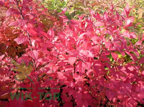 Tawuła japońska Dart's Red