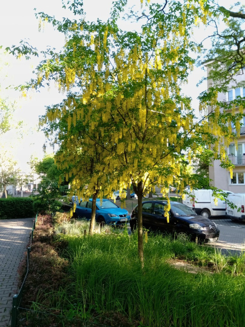 Złotokap Waterera Vossii