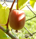 Aktinidia ostrolistna Geneva