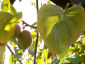 Aktinidia ostrolistna Geneva