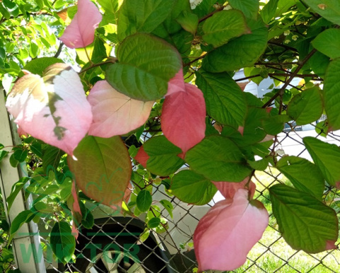 Aktinidia pstrolistna Adam