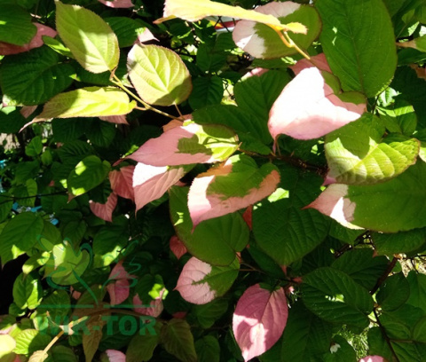 Aktinidia pstrolistna Sentybraskaya