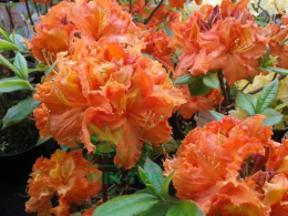 Azalia wielkokwiatowa Mandarin Lights