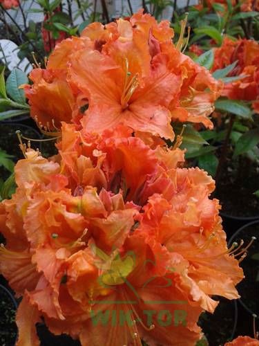 Azalia wielkokwiatowa Mandarin Lights