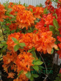 Azalia wielkokwiatowa Mandarin Lights