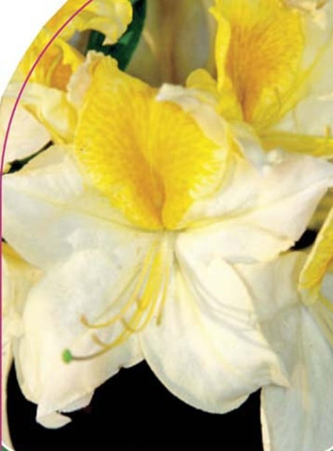 Azalia wielkokwiatowa Toucan