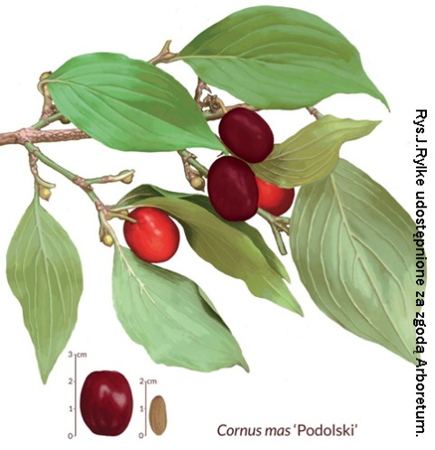 Dereń jadalny Podolski