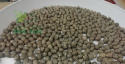 Łubin wąskolistny słodki Regent 1kg