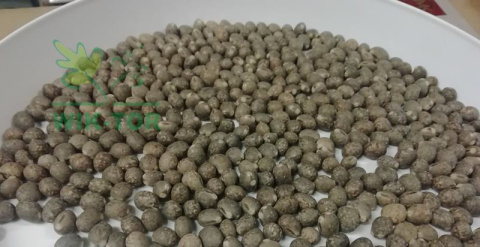 Łubin wąskolistny słodki Regent 1kg