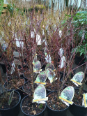 Klon palmowy Atropurpureum