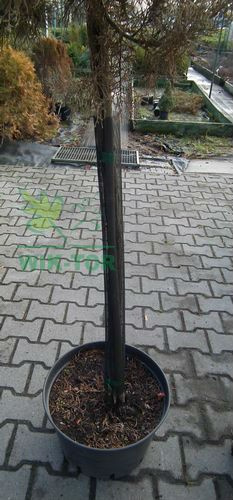 Osłonka na pnie drzew 8sztx110cm