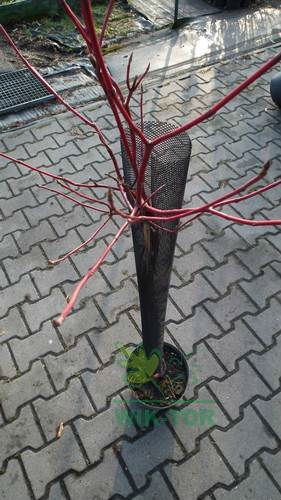 Osłonka na pnie drzewek 8x80cm
