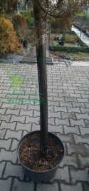 Osłonka na pnie drzewek 8x80cm
