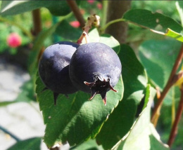 Świdośliwa olcholistna Forestburg