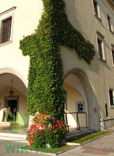 Winobluszcz trójklapowy