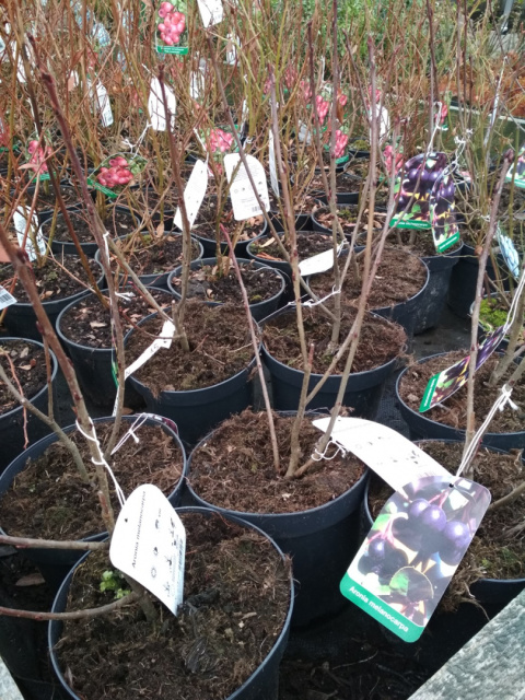 Aronia wielkoowocowa