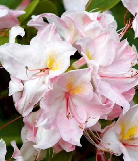 Azalia wielkokwiatowa Arima