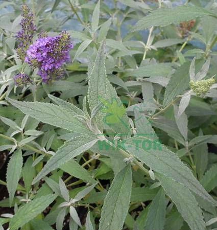 Budleja Dawida 'African Queen'