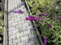 Budleja Dawida 'African Queen'