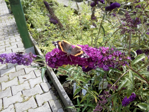Budleja Dawida 'African Queen'