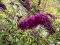 Budleja Dawida 'African Queen'
