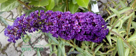 Budleja Dawida 'Black Knight'