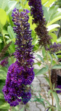 Budleja Dawida 'Black Knight'