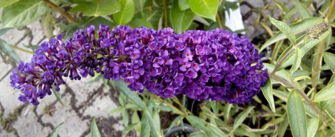 Budleja Dawida 'Black Knight'